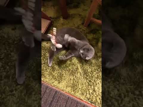 ひもは絶対に逃がさない！ #shorts