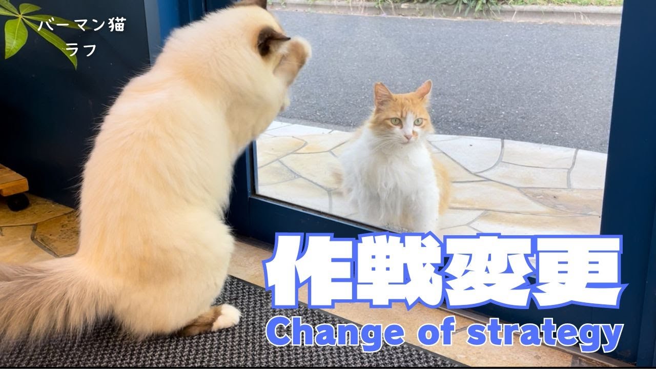 バーマン猫ラフ【作戦変更】Change of strategy（バーマン猫）Birman/Cat
