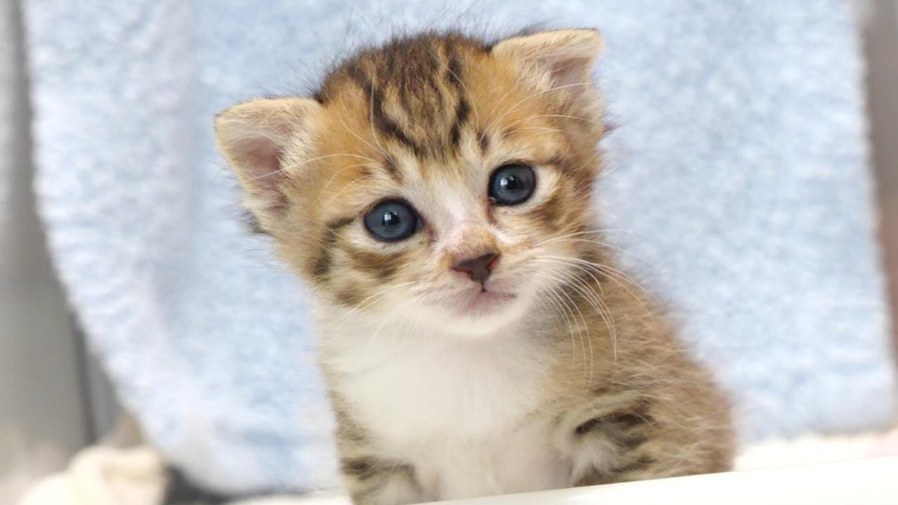 部屋にひとり取り残された子猫は寂しくて泣いてしまいました【赤ちゃん猫　保護猫】