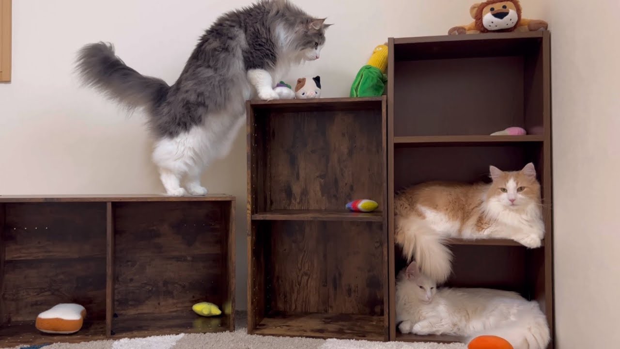 【アスレチック？】もふ猫たちの休み時間は今日ものんびり〜♪ターキッシュアンゴラとノルウェージャンフォレストキャット