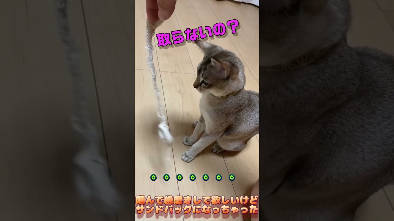 仔猫と遊ぶと字幕が大変 笑 #shorts #cat #シンガプーラ #chat #cute #funny #成長記録  #ねこ #癒し