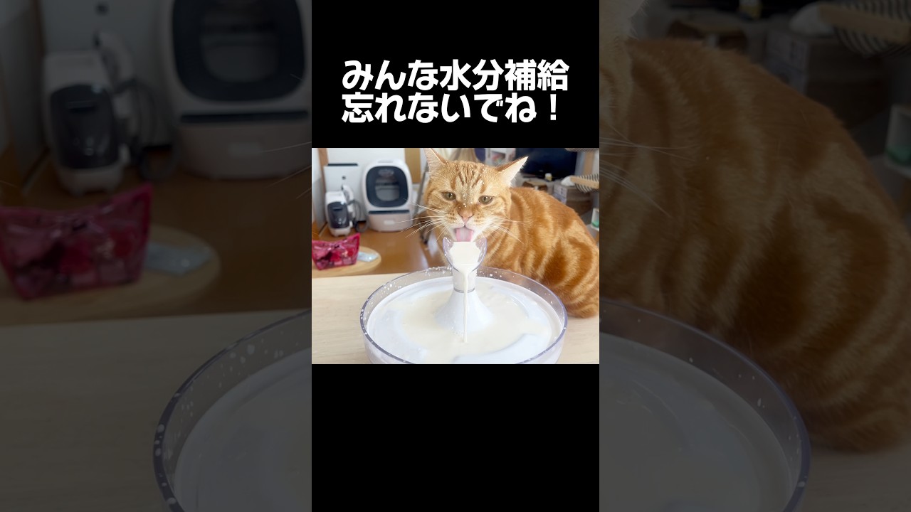 ちゃびくんがみんなに伝えたいことがあるそうです #猫 #マンチカン #shorts