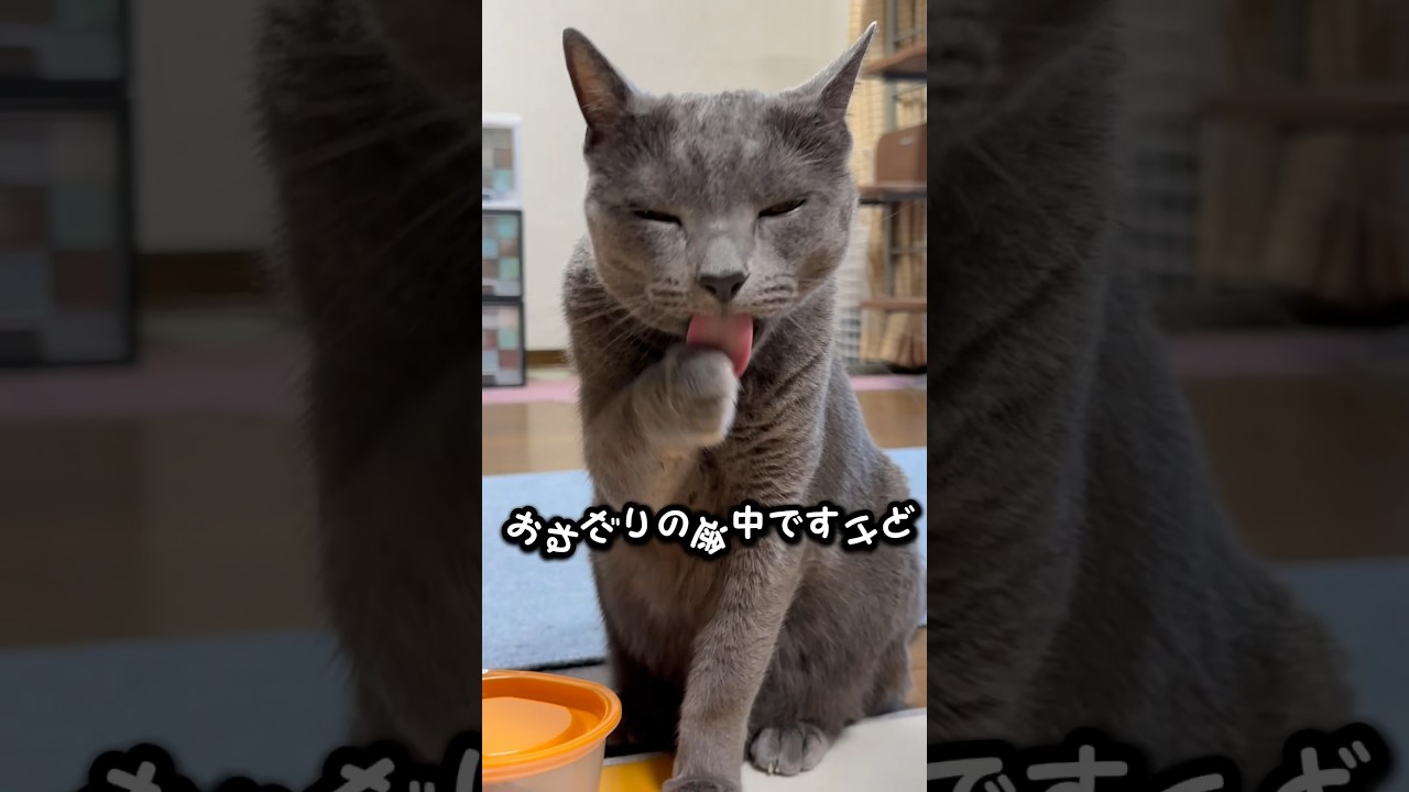 【ロシアンブルー】今朝のめろん〜いつも通りきっちりルーティーンね💗🥰【猫】#shorts