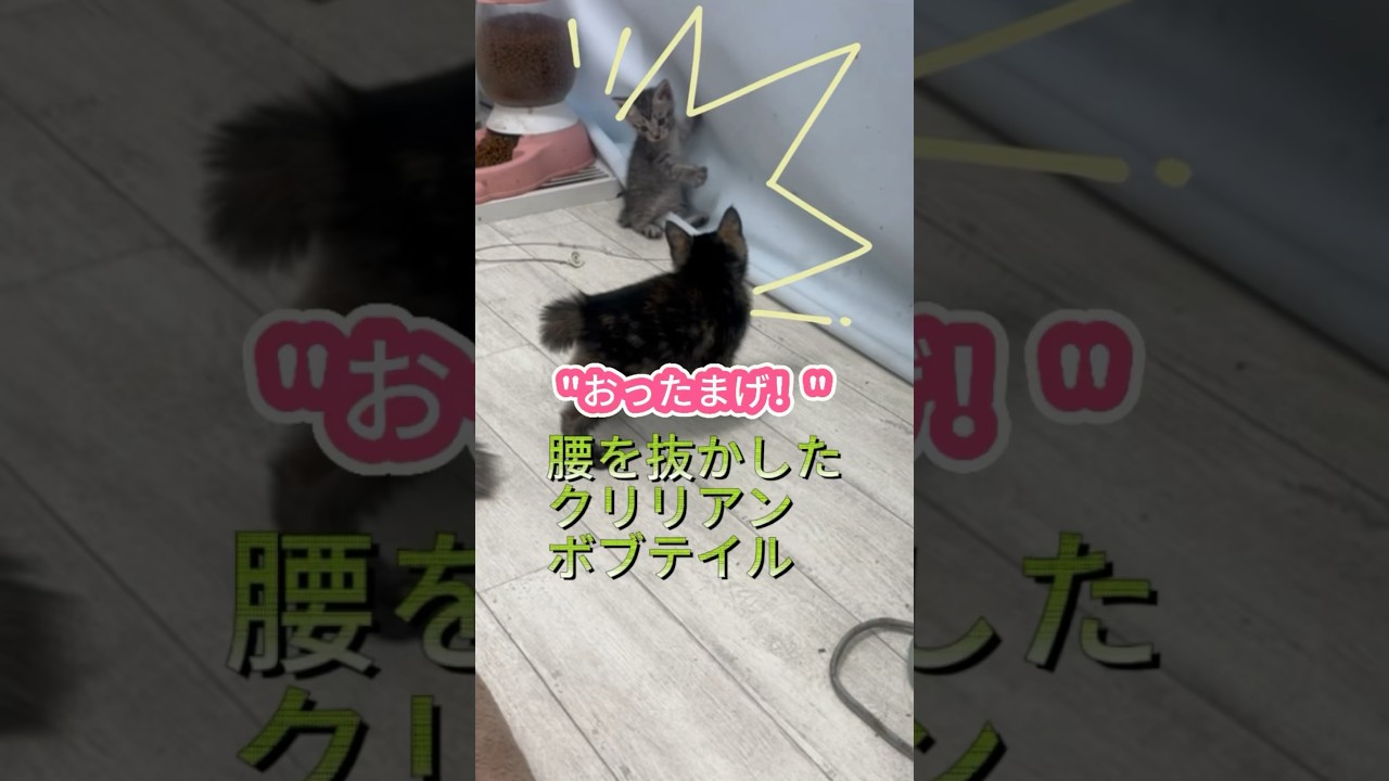 腰抜けた！#クリリアンボブテイル #かわいい子猫を毎日紹介しています #cuteanimal #cat #猫のいる暮らし @kichifrost