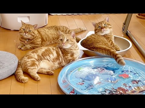 猫用ウォーターベッドのまわりで普通にマママンチカンに甘えてるマンチカン組