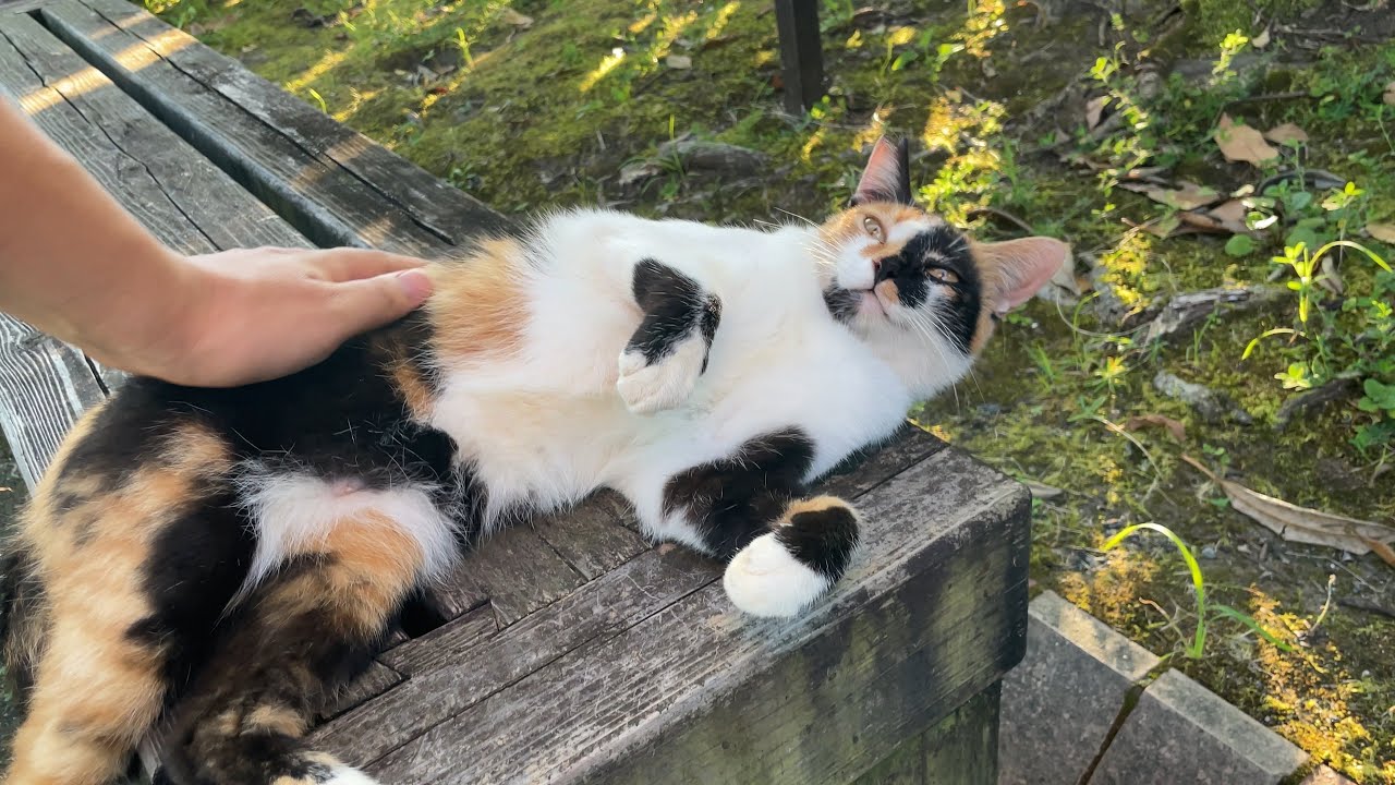 ベンチで休憩中の三毛猫ちゃんに可愛い声で話しかけられたので隣に座ってモフらせて頂いた