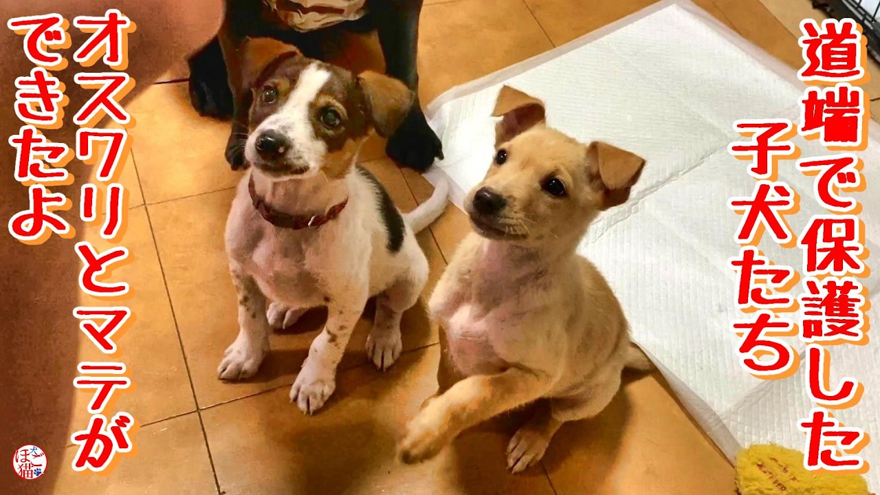 【子犬　保護　子猫】道端で保護した子犬　マテができたよ♪