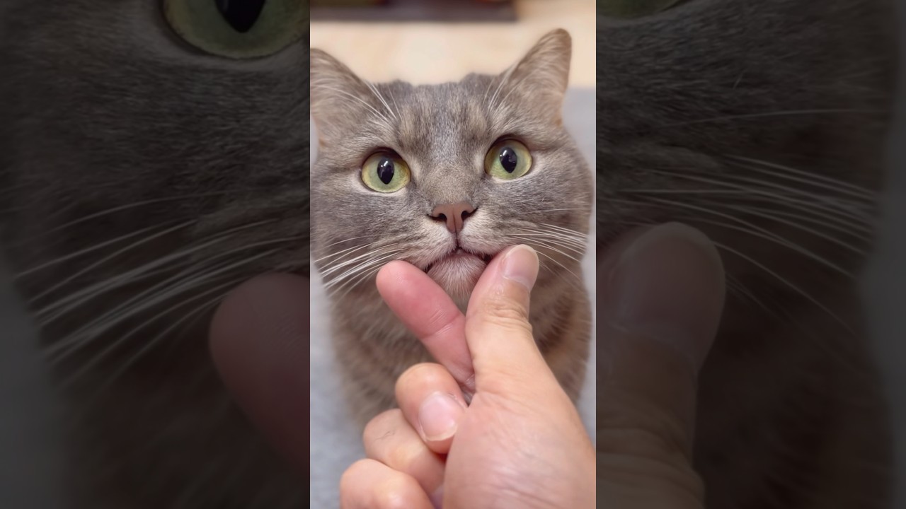 可愛すぎる短足猫に惚れる人が続出中...#shorts #猫 #マンチカン
