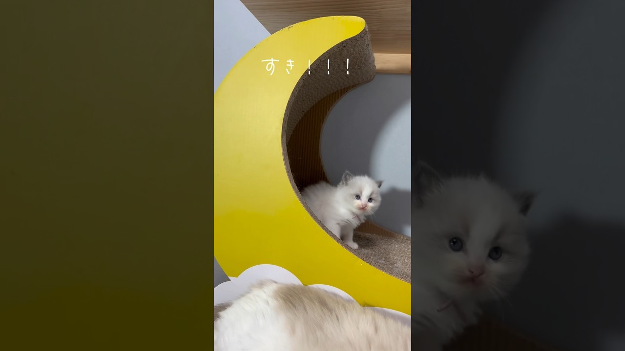 私がラグドールの猫を好きな理由🫧#ラグドール#ラグドール子猫#猫ブリーダー#ラグドールブリーダー#猫のいる暮らし