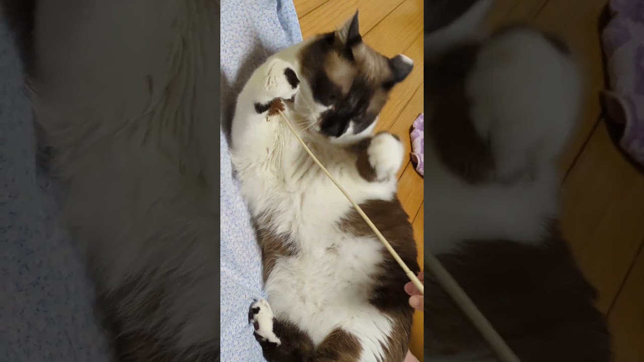 飼い猫　ぐうたら「そらくん」日記#shortsyoutube #スノーシュー＃ぶち猫