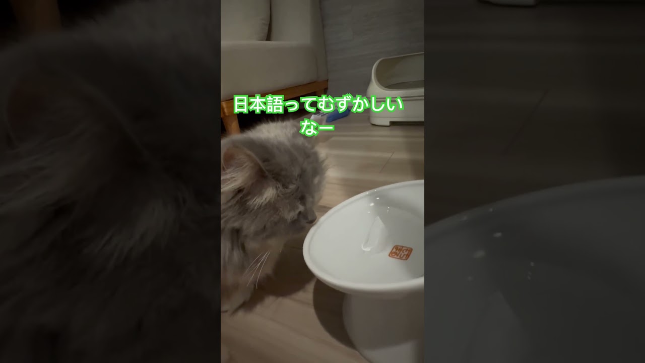 #cat #猫のいる生活 #ねこ #猫 #マンチカン短足 #shorts #短足マンチカン #猫好きさんと繋がりたい #マンチカン