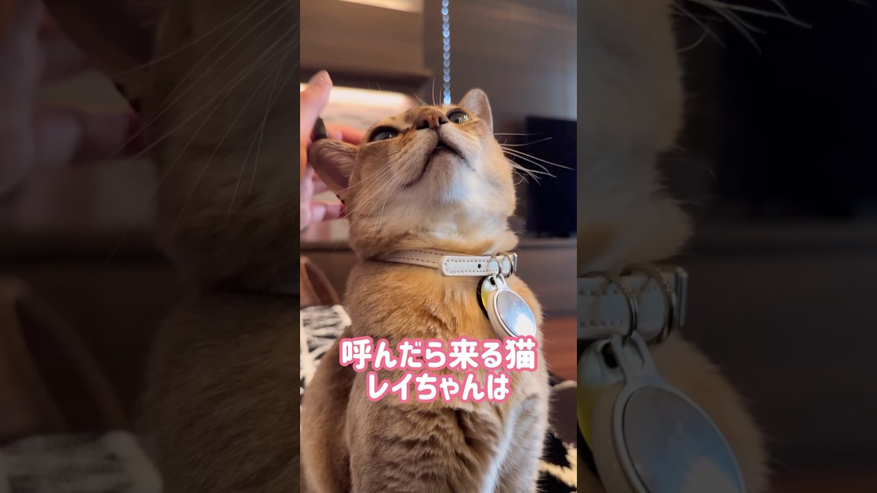 新しい給餌機が怖くなくなったレイちゃん #シンガプーラ #cat #shorts