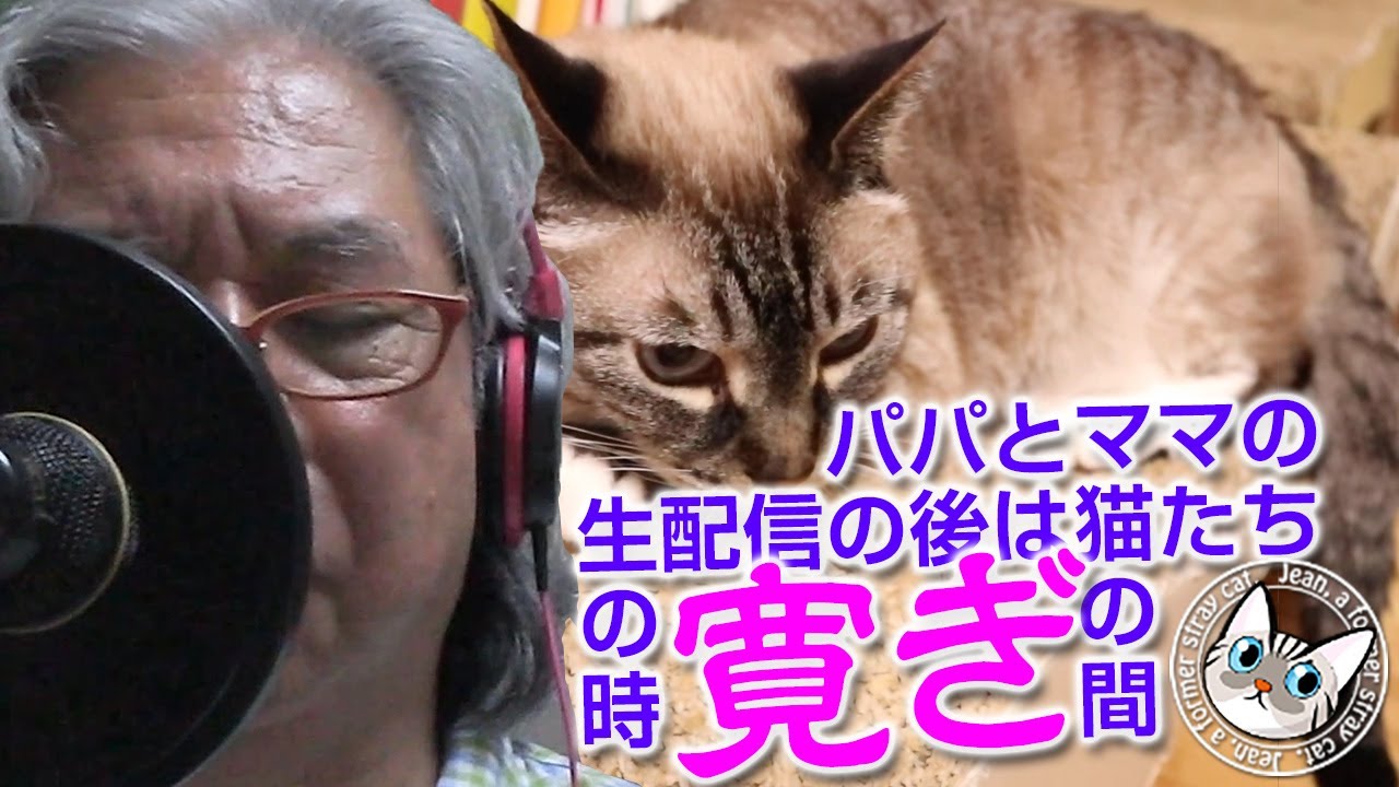 パパとママの歌の生配信が終わると猫たちの寛ぎの時間【Jean & Pont 3590】2024/07/26　保護猫ジャンけんポン