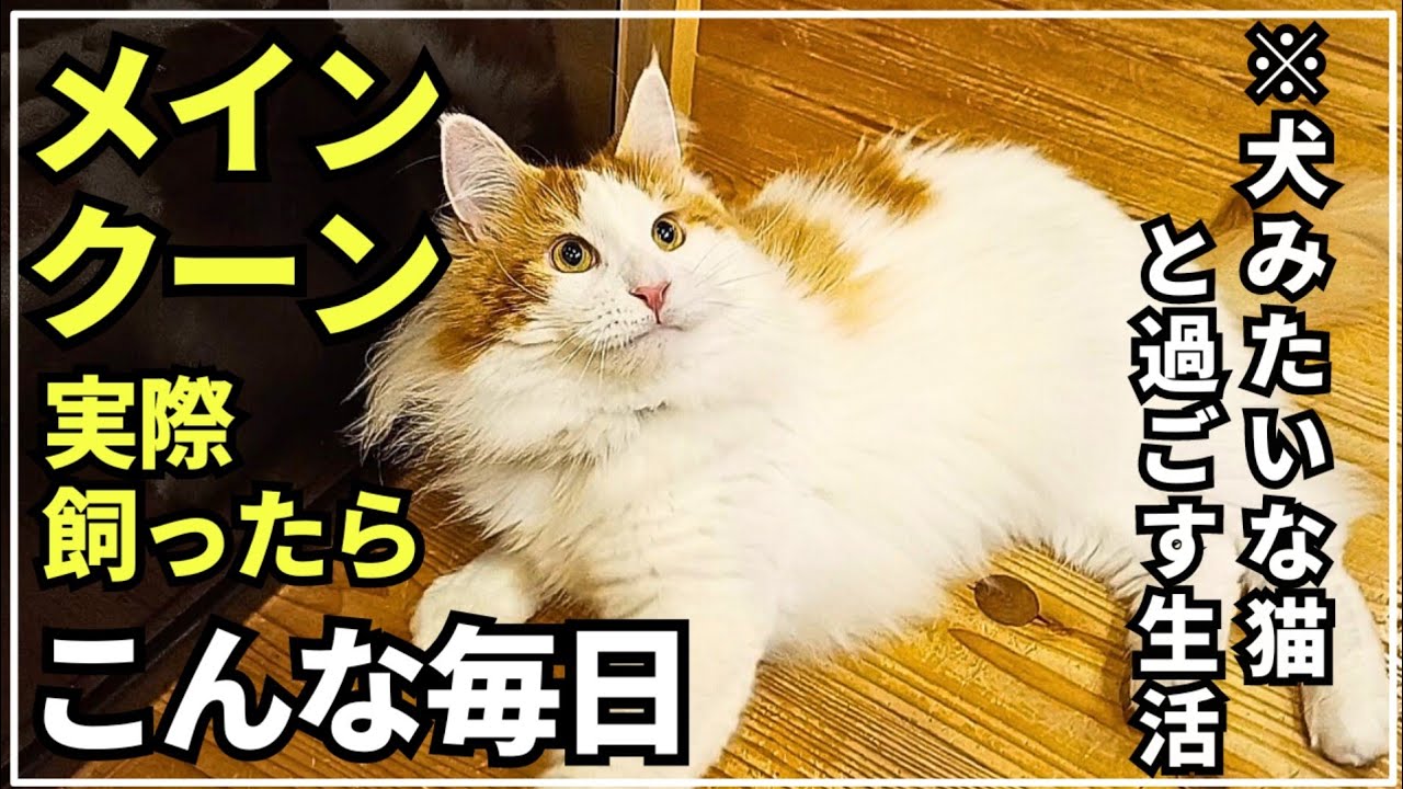 世界最大の大型猫メインクーンと過ごす夏休み