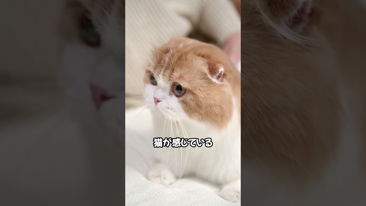 あなたは猫に操られているかもね・・・。 #猫動画  #cat  #ねこのいる暮らし  #ねこのいる生活  #猫  #shorts