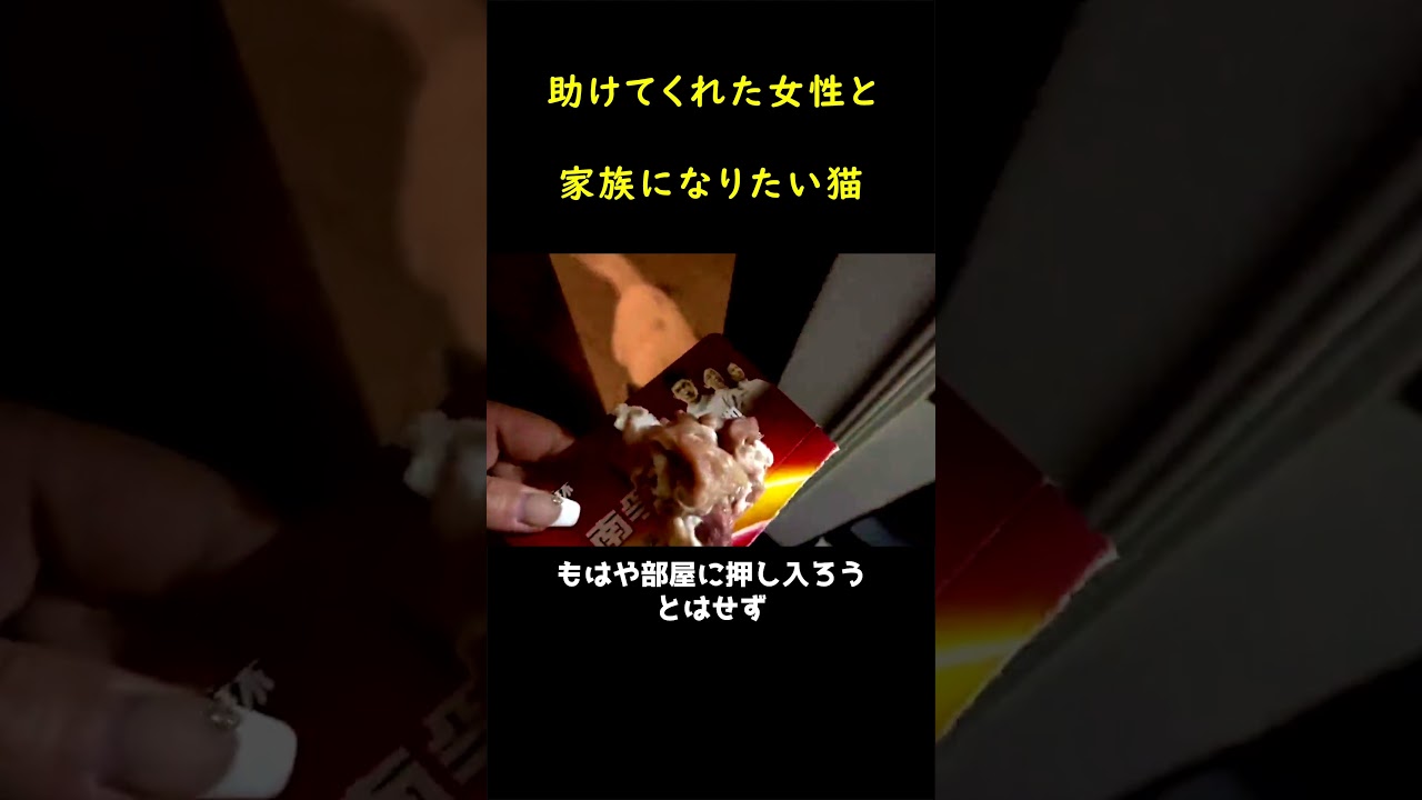拒絶された母猫がドア前に再び現れた！！🐱
