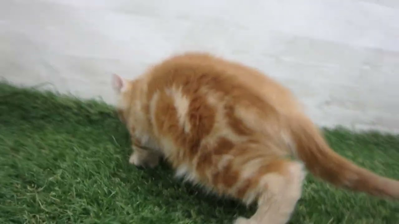 Coo&RIKU　No00686023 アメリカンカール