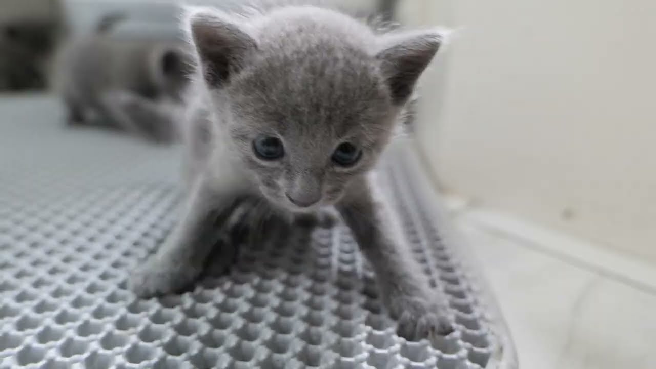 生後26日目のロシアンブルー子猫 （ダイジェスト版）