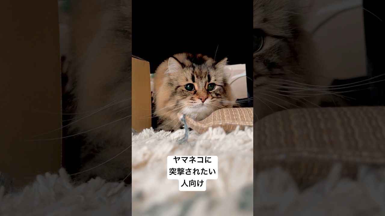 #サイベリアン #猫 #突撃