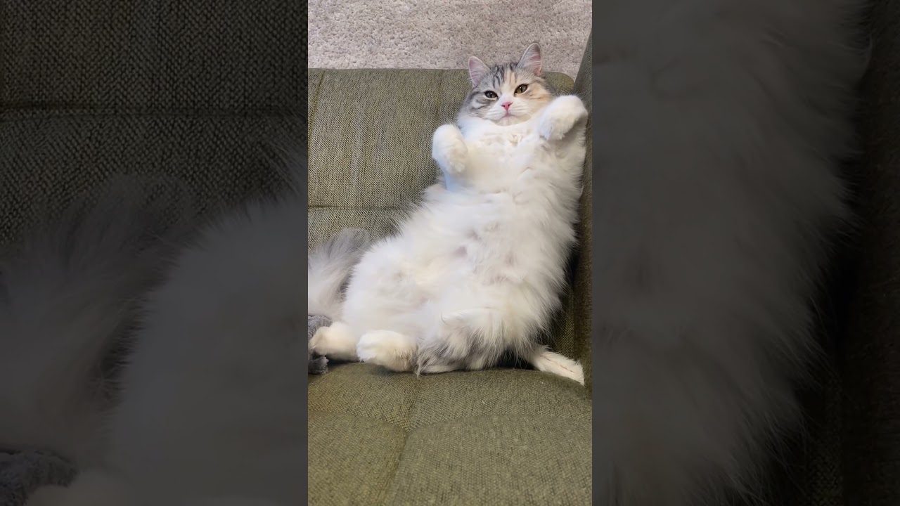 もっふりもふもふ #shorts #cat #cute #子猫 #cutecat #猫 #癒し #スコティッシュフォールド