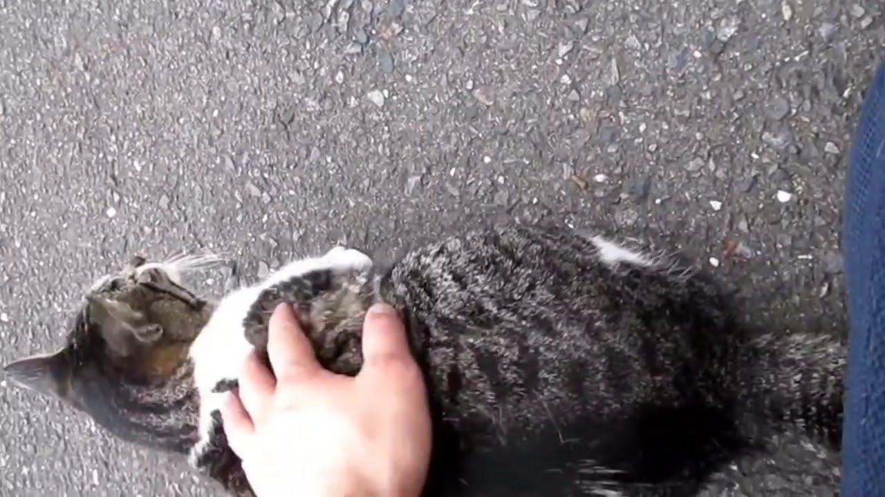 [野良猫]モフられたくて離れないキジ白猫が可愛すぎる！[straycat]The cat that won't leave is cute!