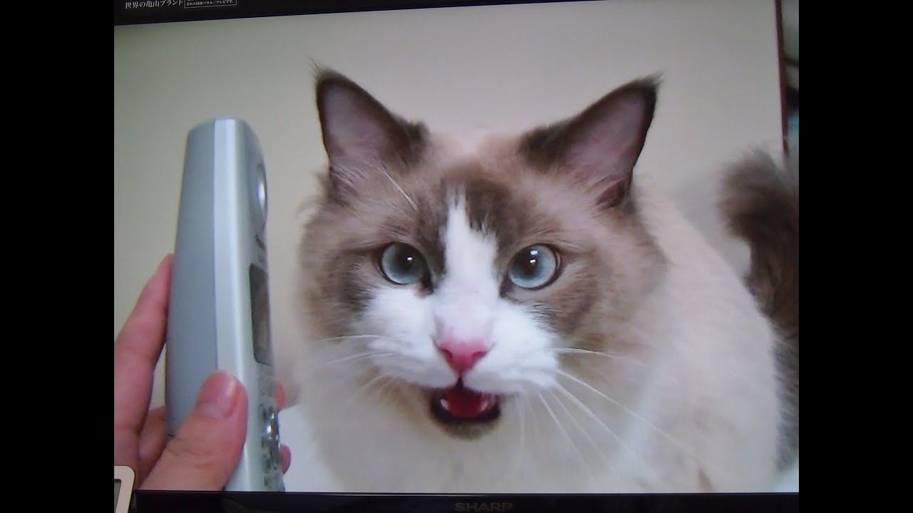 電話にミャー対応する猫 ラグドールのコハク君 The Cat is a meow answering the telephone-calls.