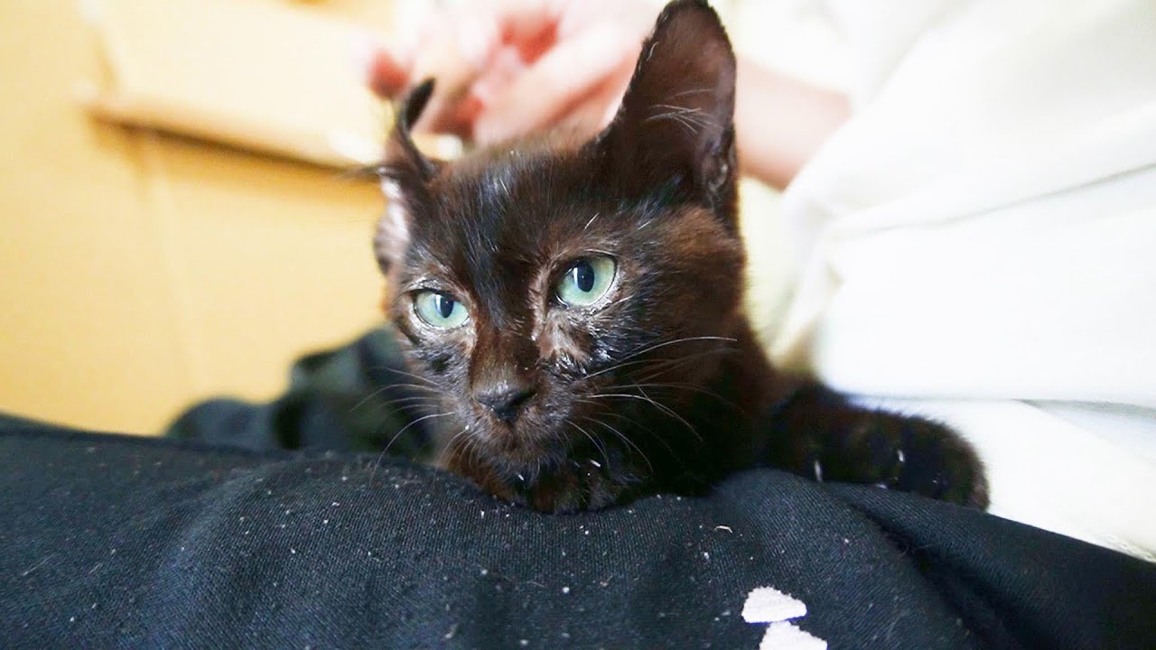 子猫を保護して8日目！検査の結果が出てまた薬が増えてしまった