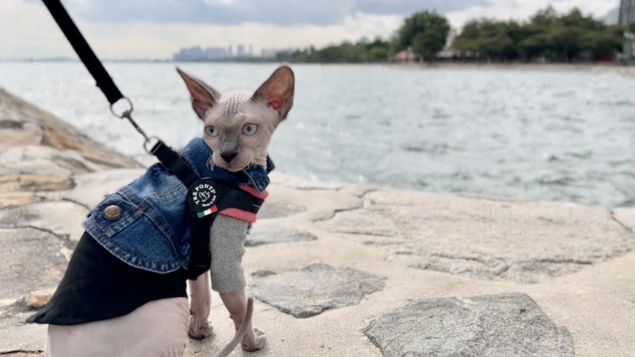 子猫が初めて海にお出かけ/明けましておめでとうございます！【スフィンクス猫】