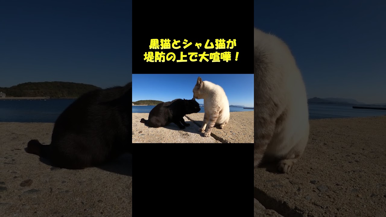 黒猫とシャム猫が堤防の上で大喧嘩！ #ネコ #cat #野良猫ちゃん