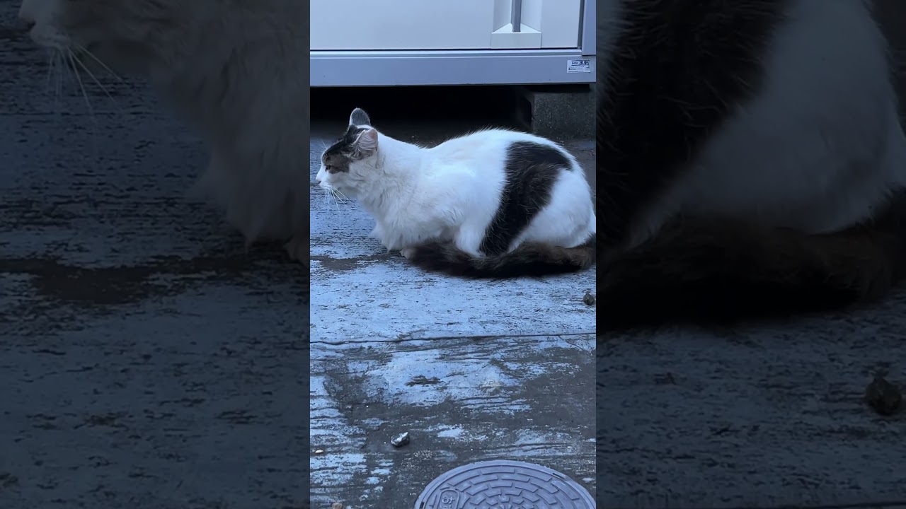 スコ座りで待ってたラガマフィンの葵ちゃん