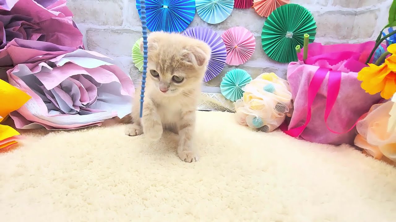 スコティッシュフォールド(クリームマッカレルタビー)