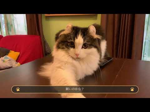 ミヤちゃんのお留守番　＃猫　＃アメリカンカール　＃癒し