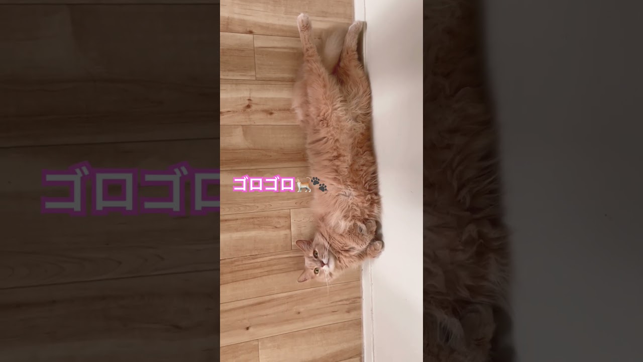 気が抜けた猫🐈🐾#shorts #somali #ソマリ #ねこ #猫動画 #猫のいる暮らし #かわいい #いいね #高評価 #コメント大歓迎 #チャンネル登録お願いします