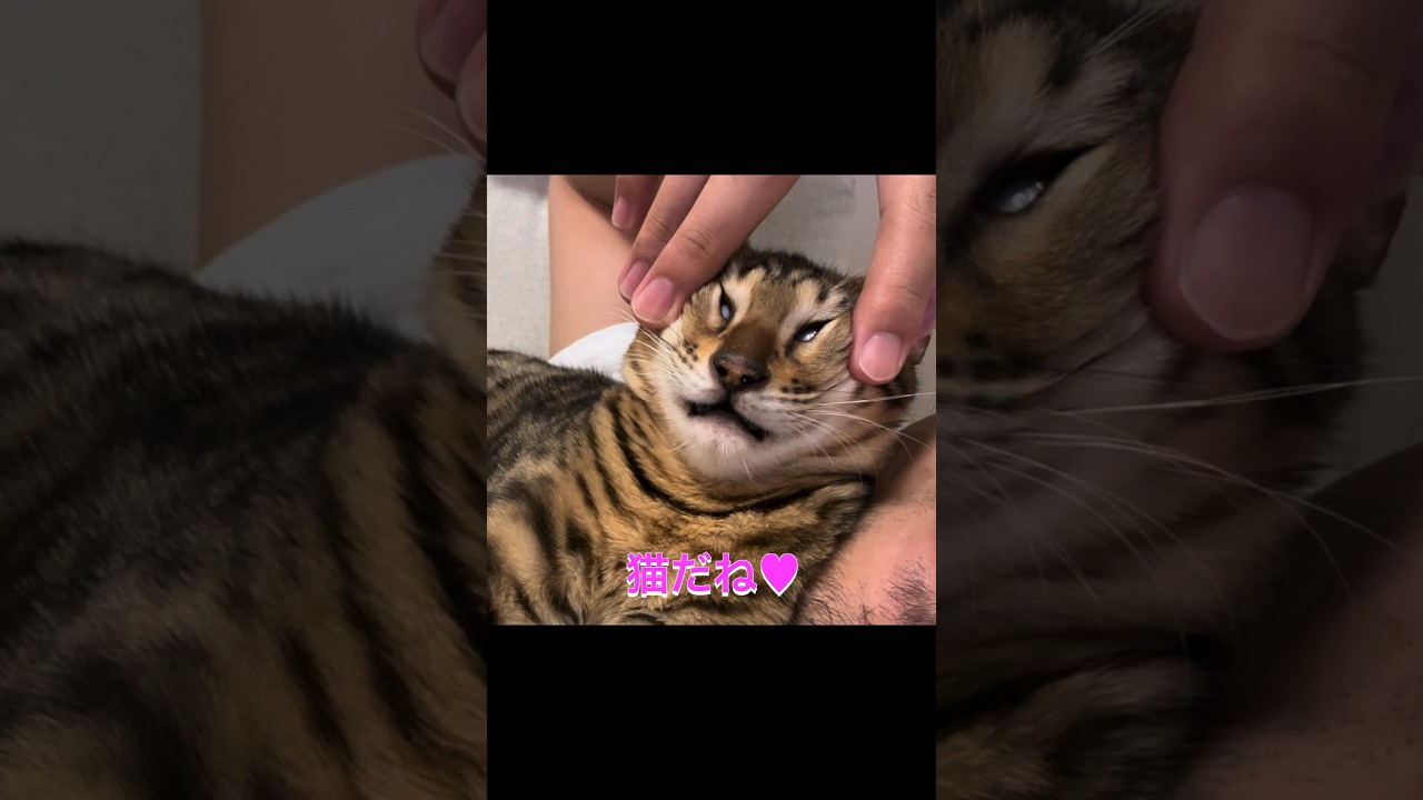 ほら見て、猫....だね？　#cat #猫 #ベンガル #memes