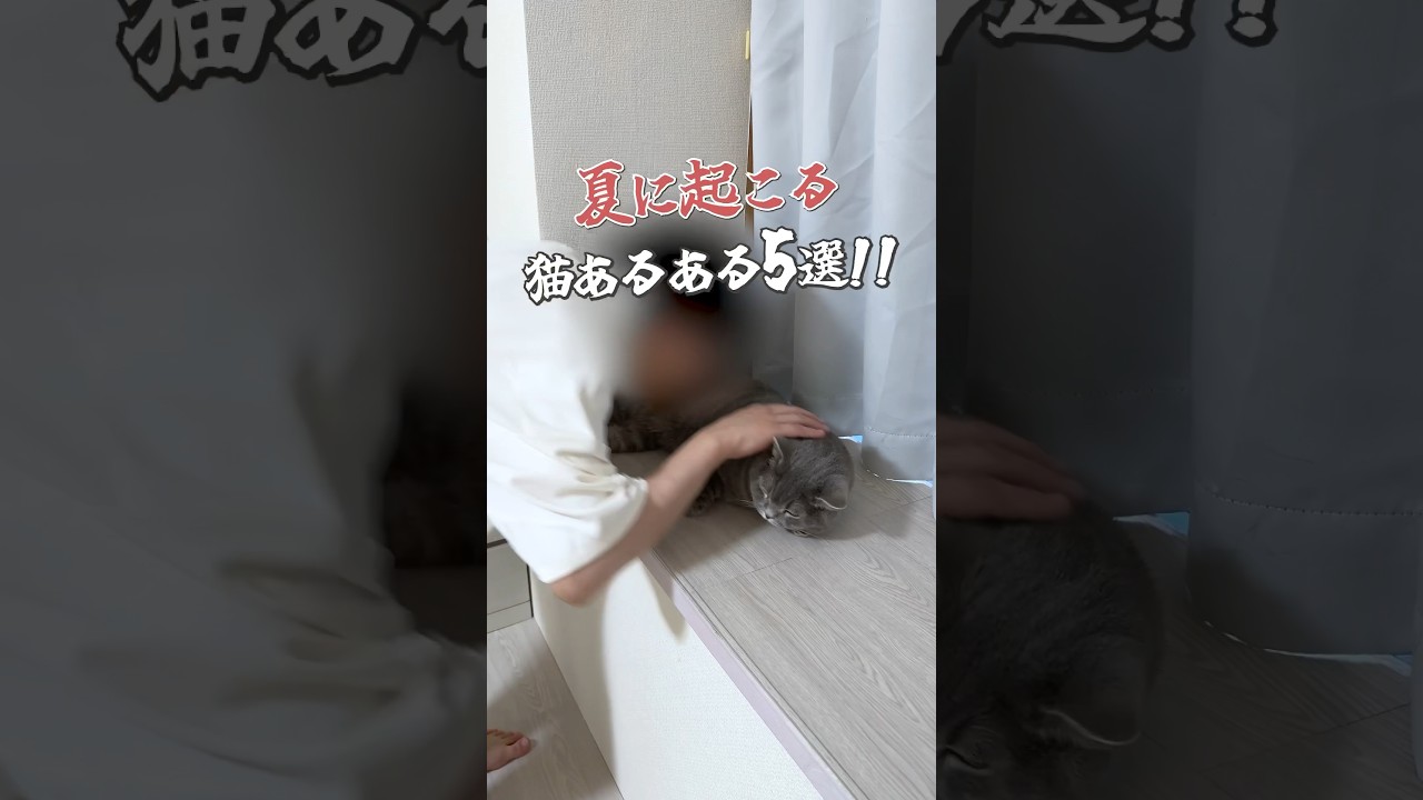 #cat #猫 #猫動画 #ねこ #猫あるある #可愛い猫 #おもしろい猫 #スコティッシュフォールド