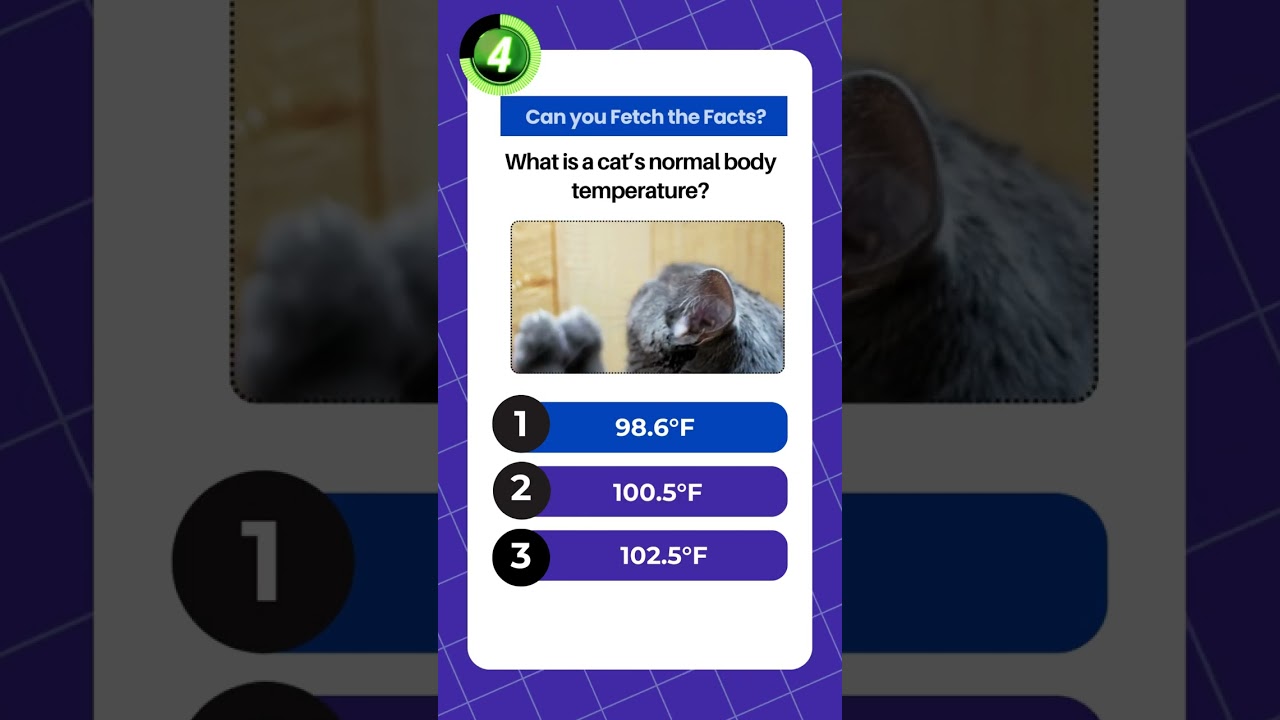 Do You Know Your Cats? Take the Quiz!