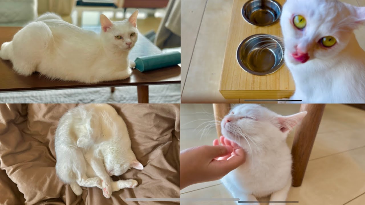 【まとめ】しっぽみじか猫の日常-長編-vol.1【白猫シュシュ】#気軽にコメントお願いします #保護猫