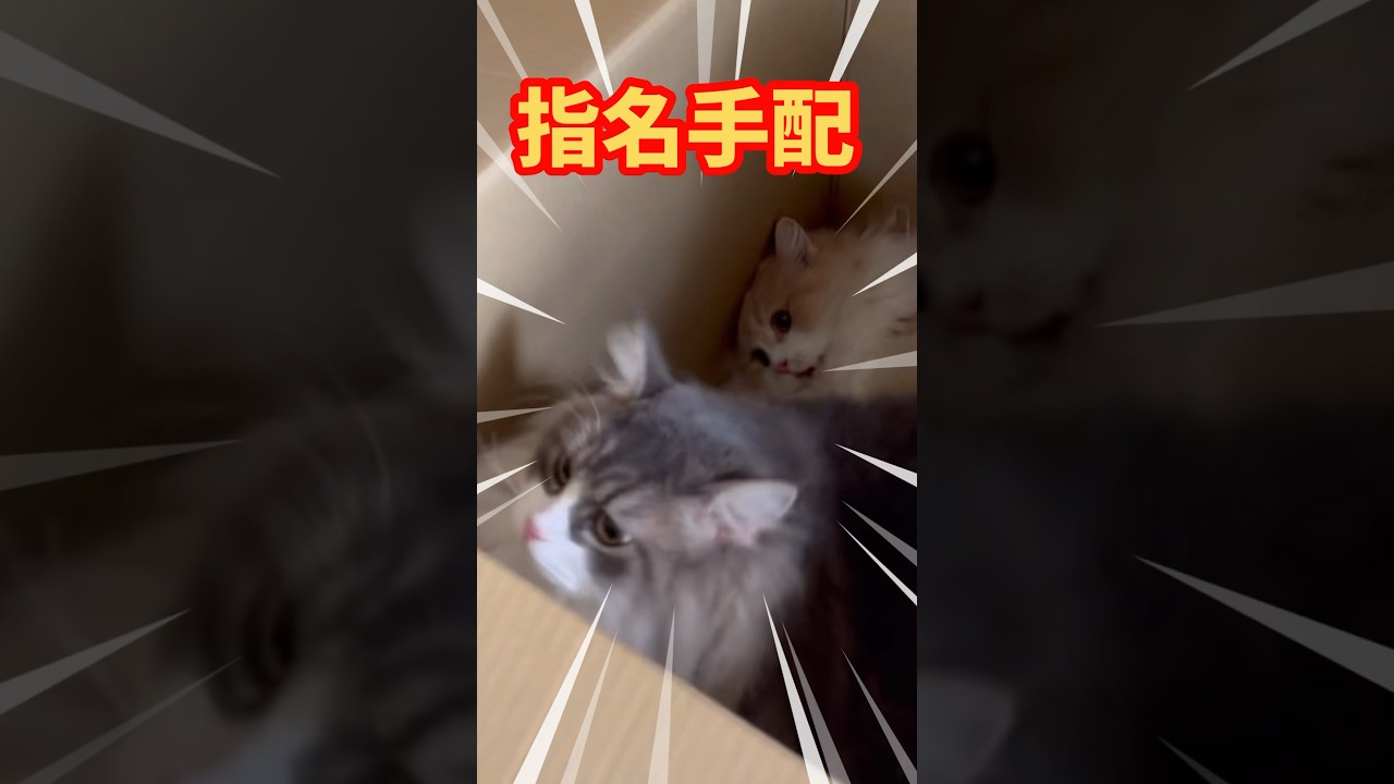 狙われた美女　逃げるイケメン　もふもふサイベリアン　#shorts 指名手配