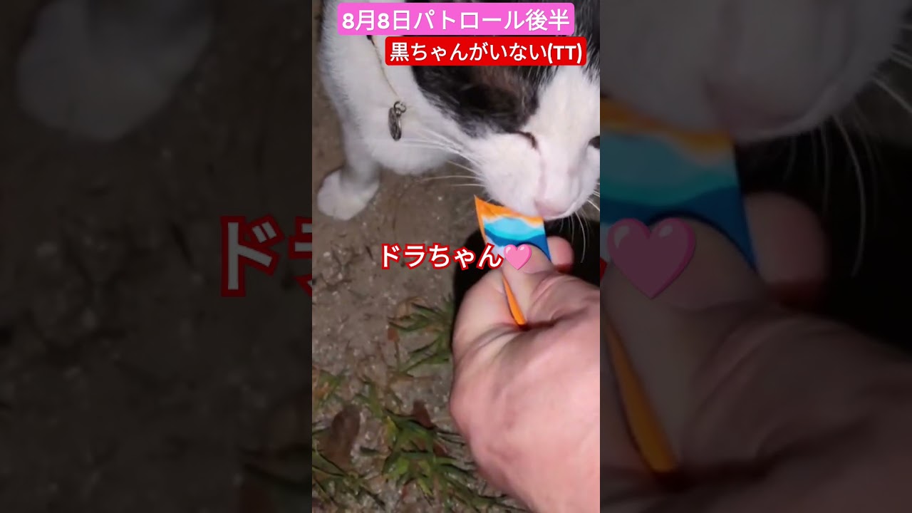 【8月8日パトロール後半】黒ちゃん不在続く心配です(TT)