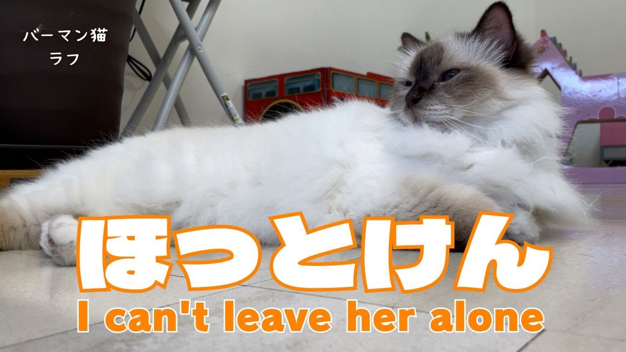 バーマン猫ラフ【ほっとけん】I can't leave her alone（バーマン猫）Birman/Cat
