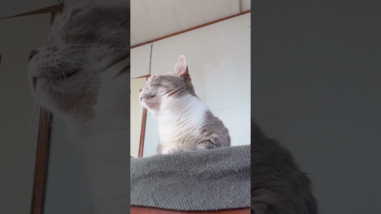 下僕飼主の夏日記 ネコの眉間をほぐす下僕  マンチカンひちゃん 240808  #猫のいる暮らし #マンチカン #cat #短足マンチカン #ねこ