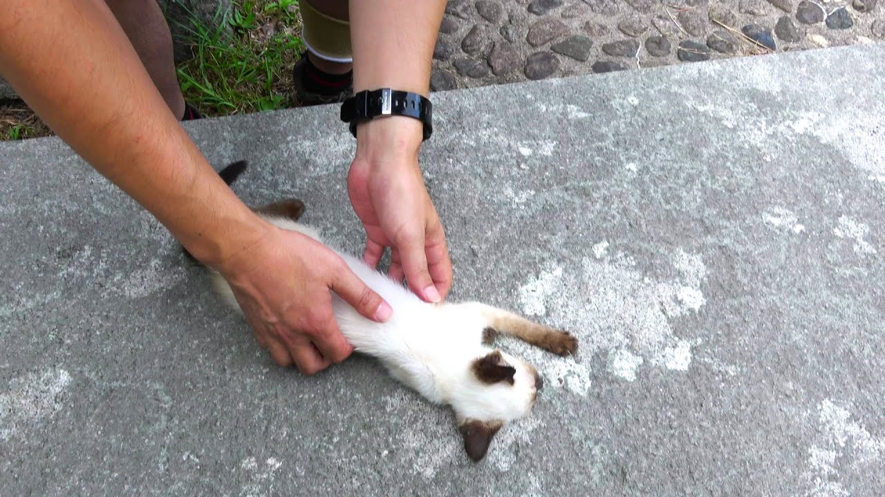 暑さにやられて弱っていたシャム子猫をケアした時🚑