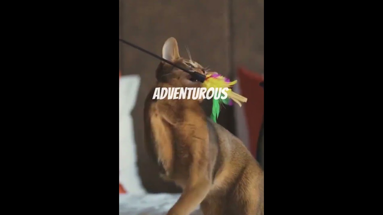 Best Cat Breed for Every Zodiac Sign! 🐱✨ #catbreed #cat #shorts