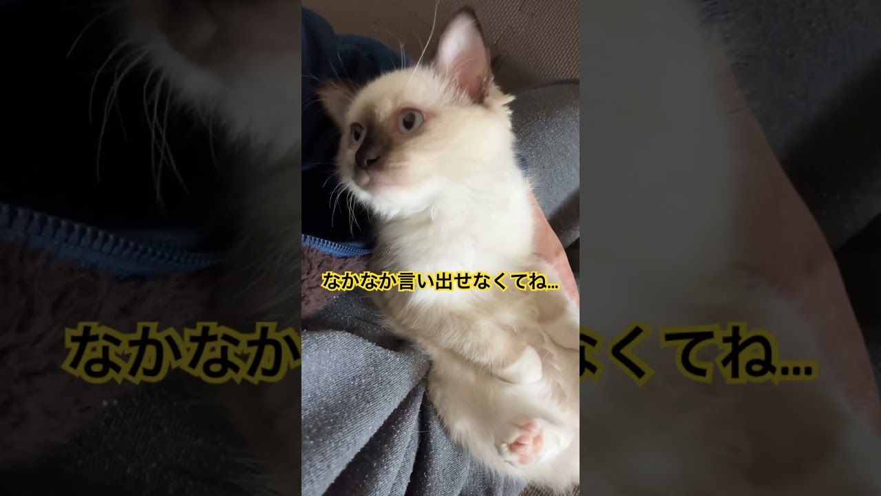 たぬきに似た子猫の告白 #ragdoll #cats #shorts #ラグドール #猫のいる暮らし #ショート