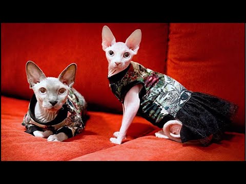 【LIVE🔴】テスト生放送【スフィンクス猫】