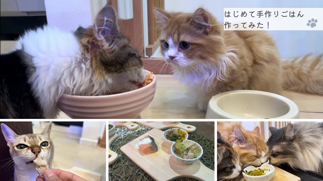 子猫たちに手作りごはん作ってみた！〜子猫のマンチカンの日常〜