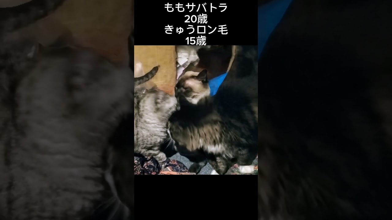 シャム猫#shorts #cat #猫#シャムミックス#15歳