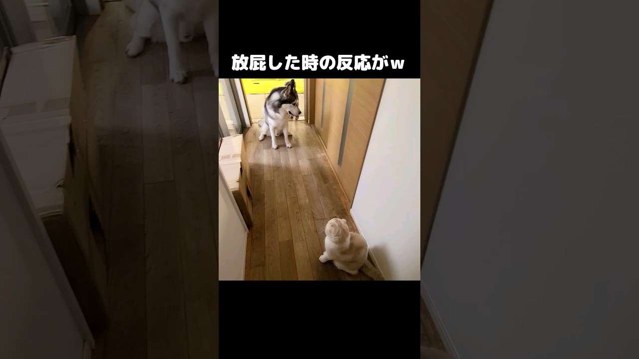放屁した時の反応が...笑#shorts
