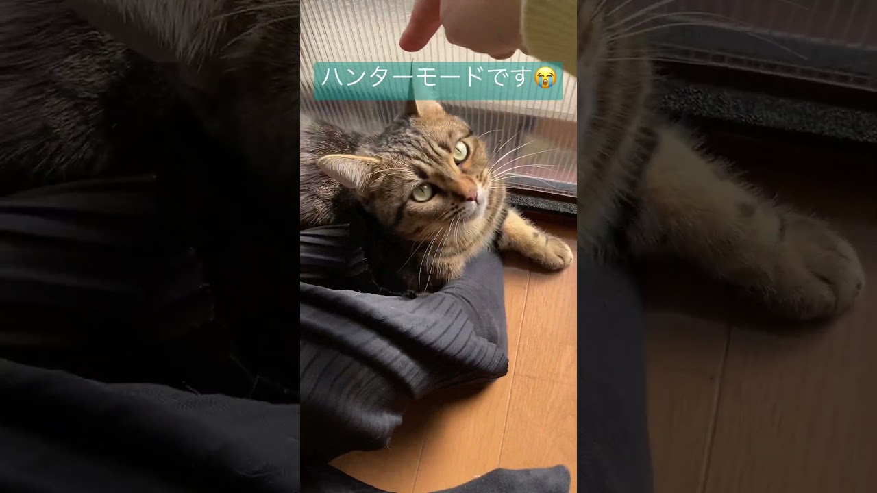 とびかかるビビ太　#shorts #マンチカン