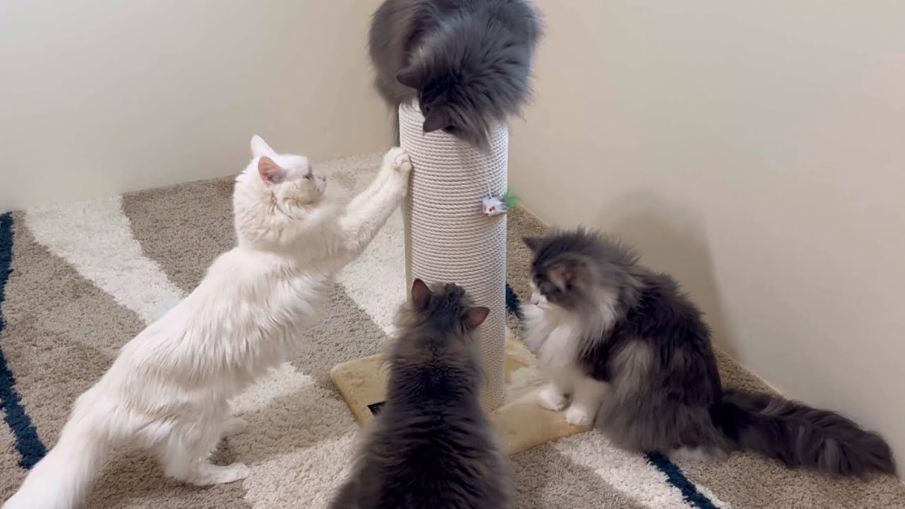【爪研ぎ】新しい爪研ぎで遊ぶもふ猫たちwwwターキッシュアンゴラとノルウェージャンフォレストキャット